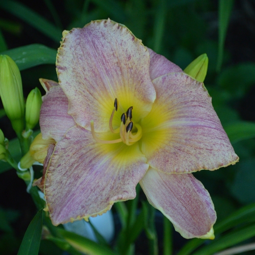 Daylily-Kinloch-1200x-DSC 0346