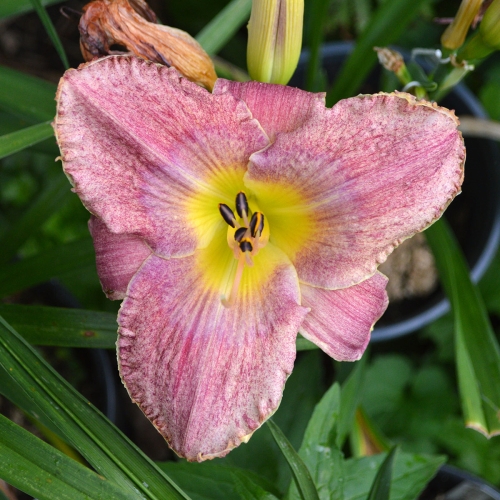 Daylily-Kinloch-1200x-DSC 0604
