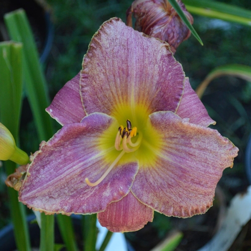 Daylily-Kinloch-1200x-DSC 0761