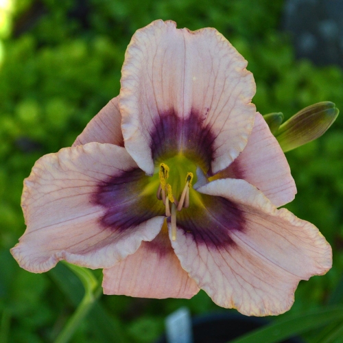 Daylily-Kissed-In-The-Dark-1200x-DSC 0177