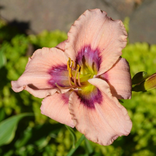 Daylily-Kissed-In-The-Dark-1200x-DSC 0179