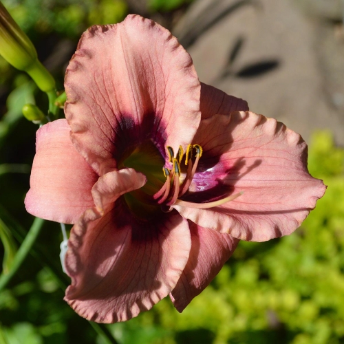 Daylily-Kissed-In-The-Dark-1200x-DSC 0191