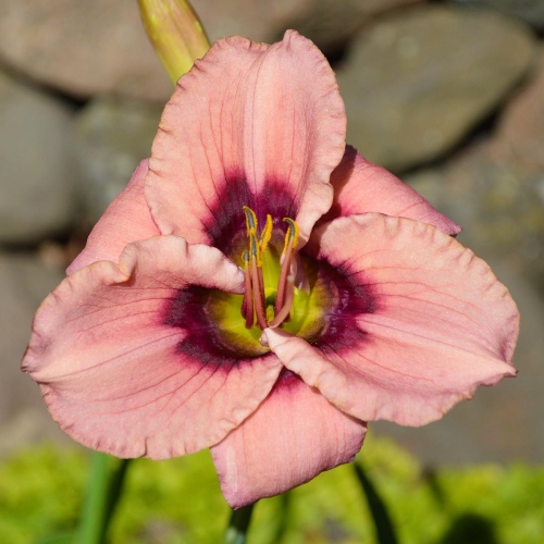 Daylily (Hemerocallis) Kissed In The Dark