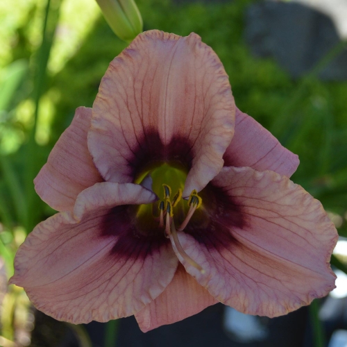 Daylily-Kissed-In-The-Dark-1200x-DSC 0196