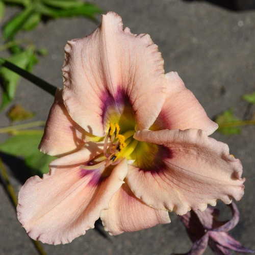 Daylily-Kissed-In-The-Dark-1200x-DSC 0375