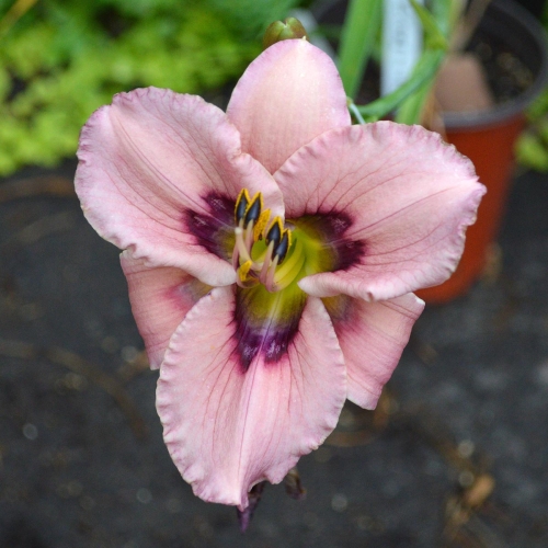 Daylily-Kissed-In-The-Dark-1200x-DSC 0839