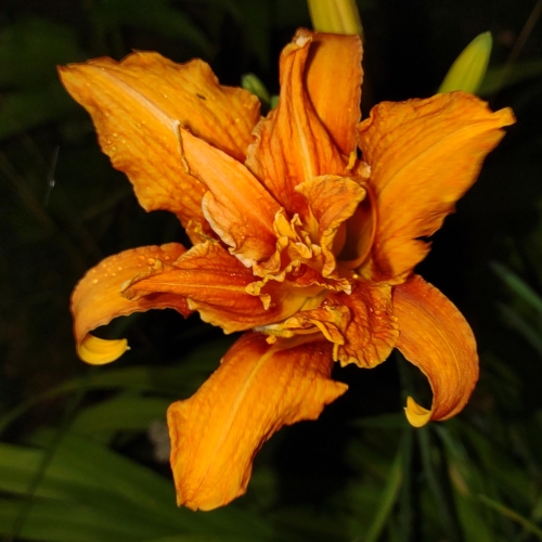 Daylily-Kwanso-1200x-IMG 20210726 194906728