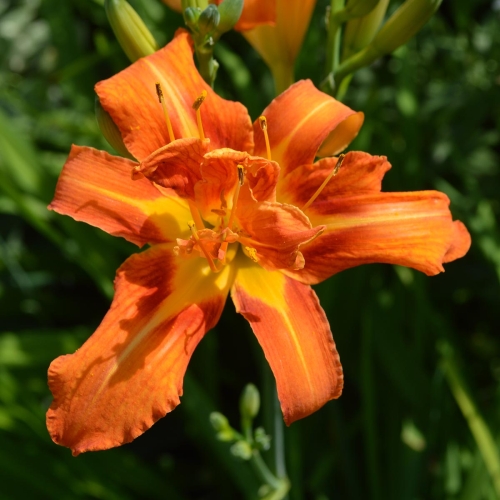 Daylily-Kwanzo-1200x-DSC 0189