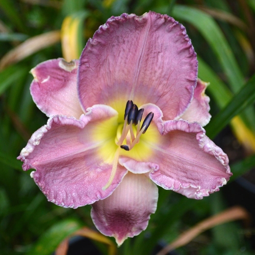 Daylily-Lake-Effect-1200x-DSC 0270