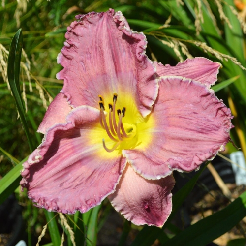 Daylily-Lake-Effect-1200x-DSC 0652