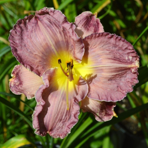 Daylily-Lake-Effect-1200x-DSC 0806