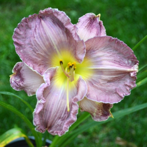 Daylily (Hemerocallis) Lake Effect