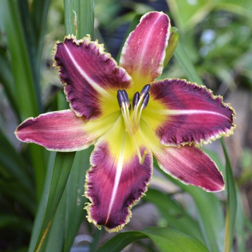 Daylily (Hemerocallis) Larry's Twilight Bite