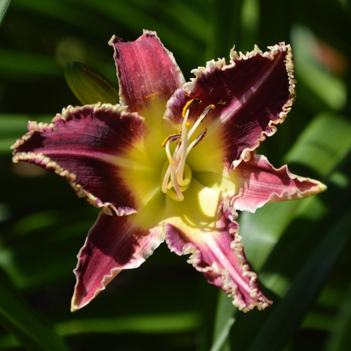 Daylily-Larrys-Twilight-Bite-1200x-DSC 0168