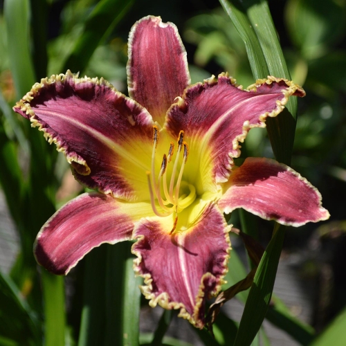 Daylily-Larrys-Twilight-Bite-1200x-DSC 0836