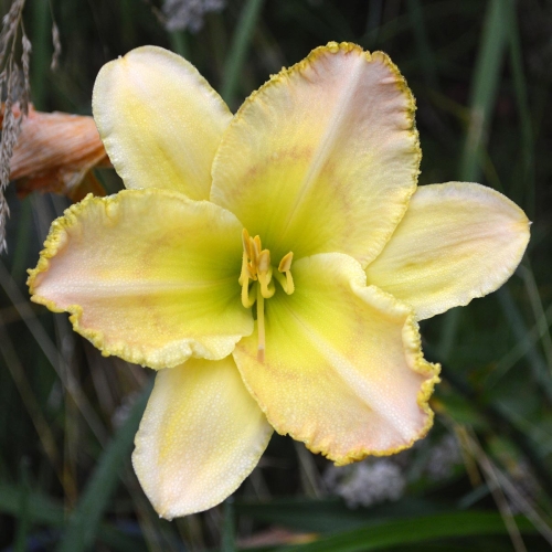 Daylily (Hemerocallis) Lemon Fringed Pastel