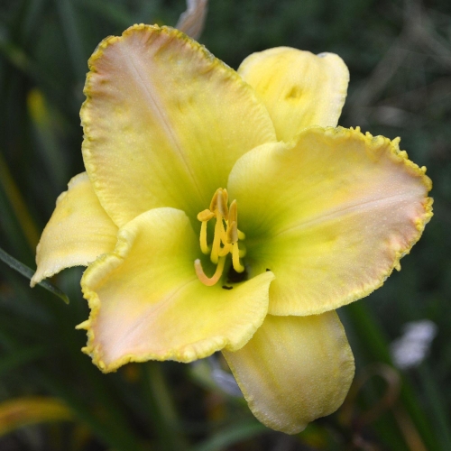 Daylily-Lemon-Fringed-Pastel-1200x-DSC 0296