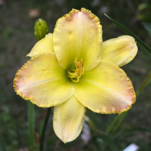 Daylily-Lemon-Fringed-Pastel-1200x-DSC 1016