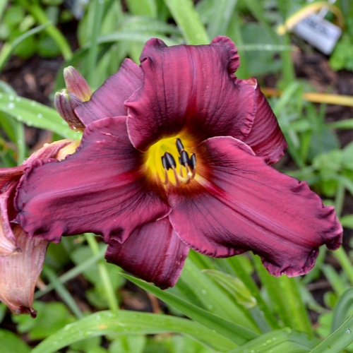 Daylily-Licorice-Bit-1200x-DSC 0114