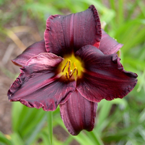 Daylily-Licorice-Bit-1200x-DSC 0184