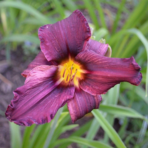 Daylily-Licorice-Bit-1200x-DSC 0223