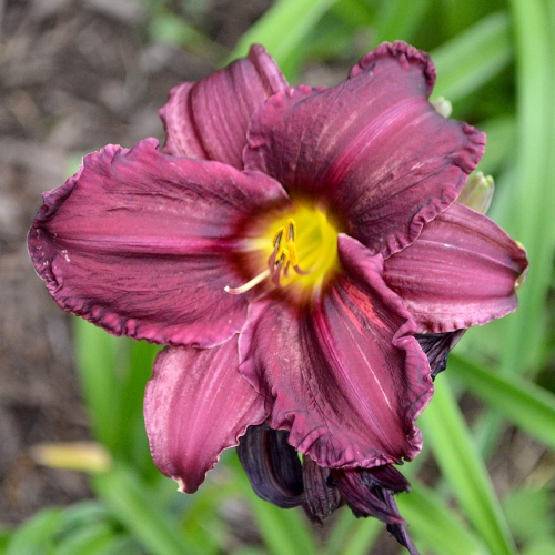 Daylily-Licorice-Bit-1200x-DSC 0445