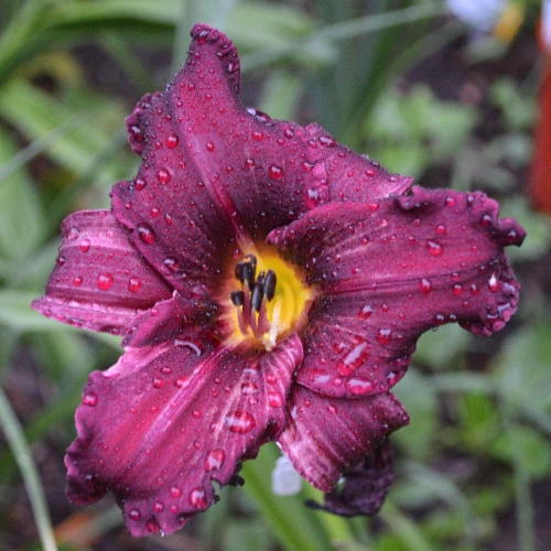 Daylily-Licorice-Bit-1200x-DSC 0772