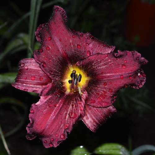 Daylily-Licorice-Bit-1200x-DSC 0775
