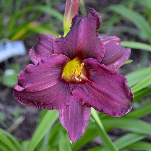 Daylily-Licorice-Bit-1200x-DSC 0780