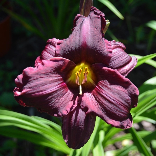 Daylily-Licorice-Bit-1200x-DSC 0812