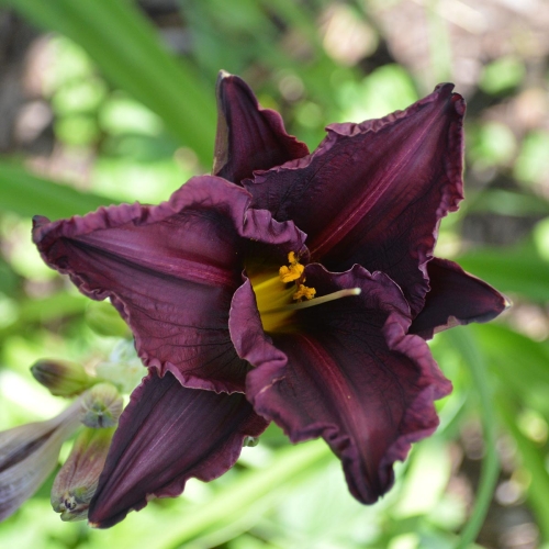 Daylily-Licorice-Bit-1200x-DSC 0917