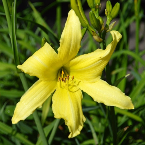 Daylily-Linda-Balls-Brite-Polychrome-1200x-DSC 0509