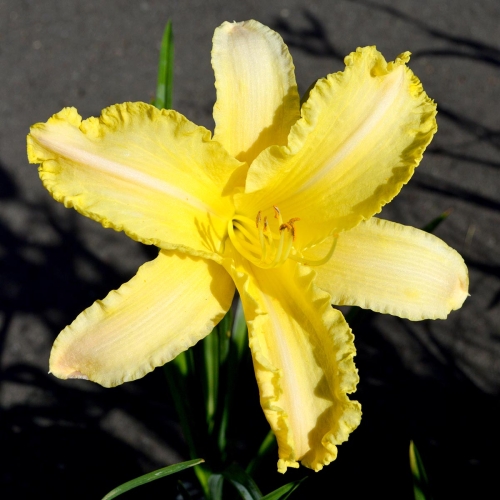Daylily (Hemerocallis) Linda Ball's Brite Polychrome, Unregistered