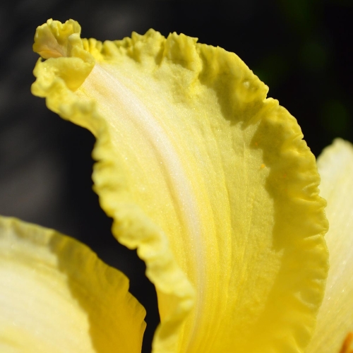 Daylily-Linda-Balls-Brite-Polychrome-1200x-DSC 0722