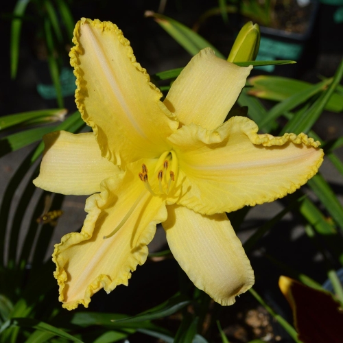 Daylily-Linda-Balls-Brite-Polychrome-seedliing-1200x-DSC 0292