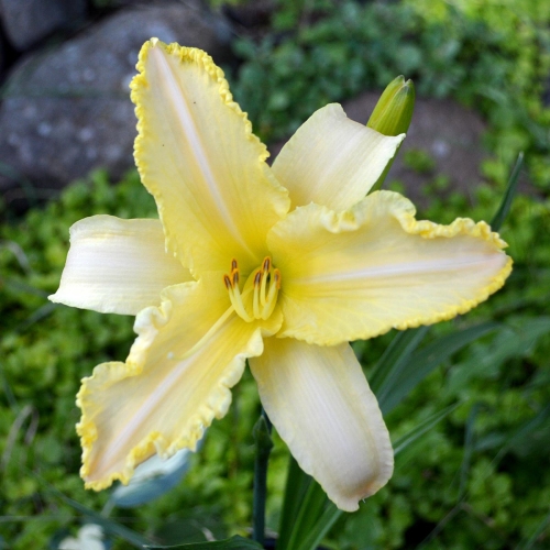 Daylily-Linda-Balls-Brite-Polychrome-seedliing-1200x-DSC 0311