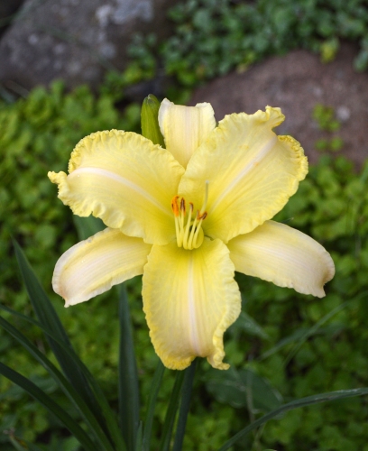 Daylily-Linda-Balls-Brite-Polychrome-seedling-1200w-DSC 0566
