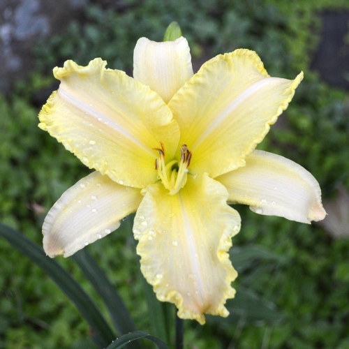 Daylily-Linda-Balls-Brite-Polychrome-seedling-1200x-DSC 0384