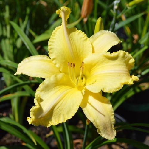 Daylily-Linda-Balls-Brite-Polychrome-seedling-1200x-DSC 0932