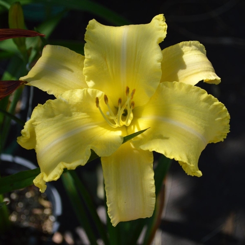 Daylily-Linda-Balls-Brite-Polychrome-seedling-1200x-DSC 0933