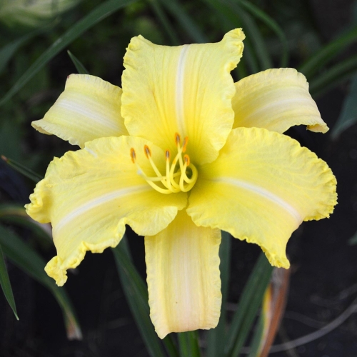 Daylily-Linda-Balls-Brite-Polychrome-seedling-1200x-DSC 0934