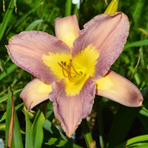 Daylily-Linda-Balls-Lavender-Blue-applique-seedling-1200x-DSC 0655