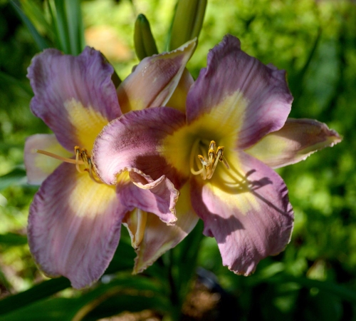 Daylily-Linda-Balls-Lavender-Blue-seedling-1200h-DSC 0530