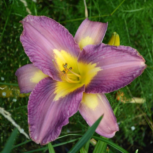 Daylily-Linda-Balls-Lavender-Blue-seedling-1200x-DSC 0043