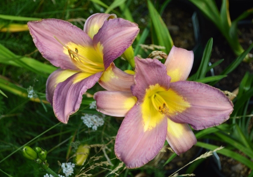 Daylily-Linda-Balls-Lavender-Blue-seedling-1200x-DSC 0045