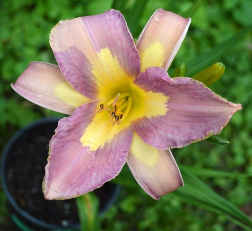 Daylily-Linda-Balls-Lavender-Blue-seedling-1200x-DSC 0204