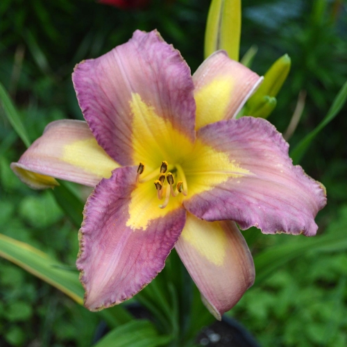 Daylily-Linda-Balls-Lavender-Blue-seedling-1200x-DSC 0206