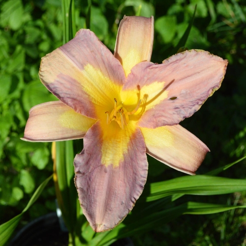 Daylily-Linda-Balls-Lavender-Blue-seedling-1200x-DSC 0219