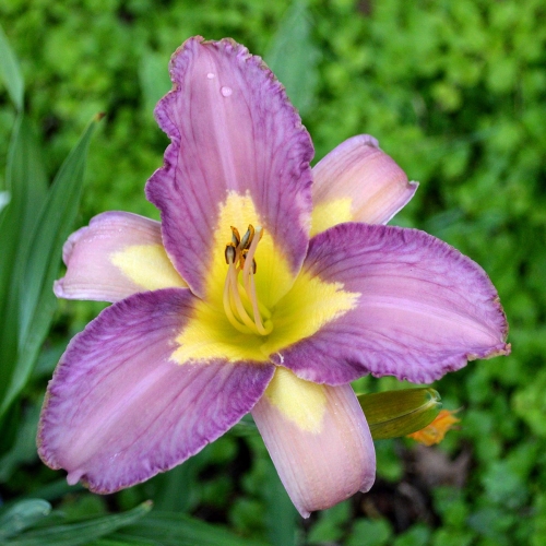 Daylily-Linda-Balls-Lavender-Blue-seedling-1200x-DSC 0390