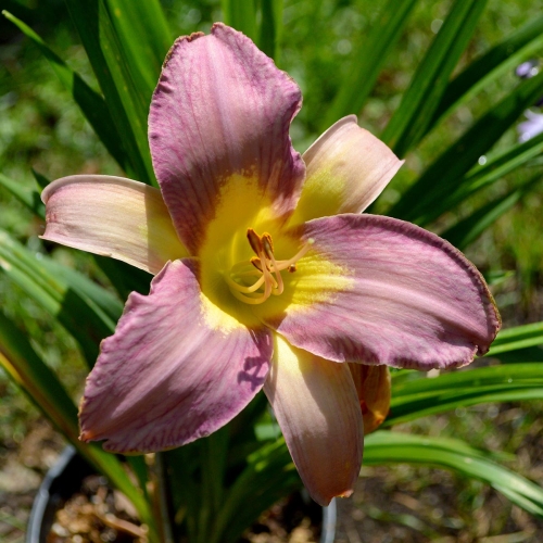 Daylily-Linda-Balls-Lavender-Blue-seedling-1200x-DSC 0522